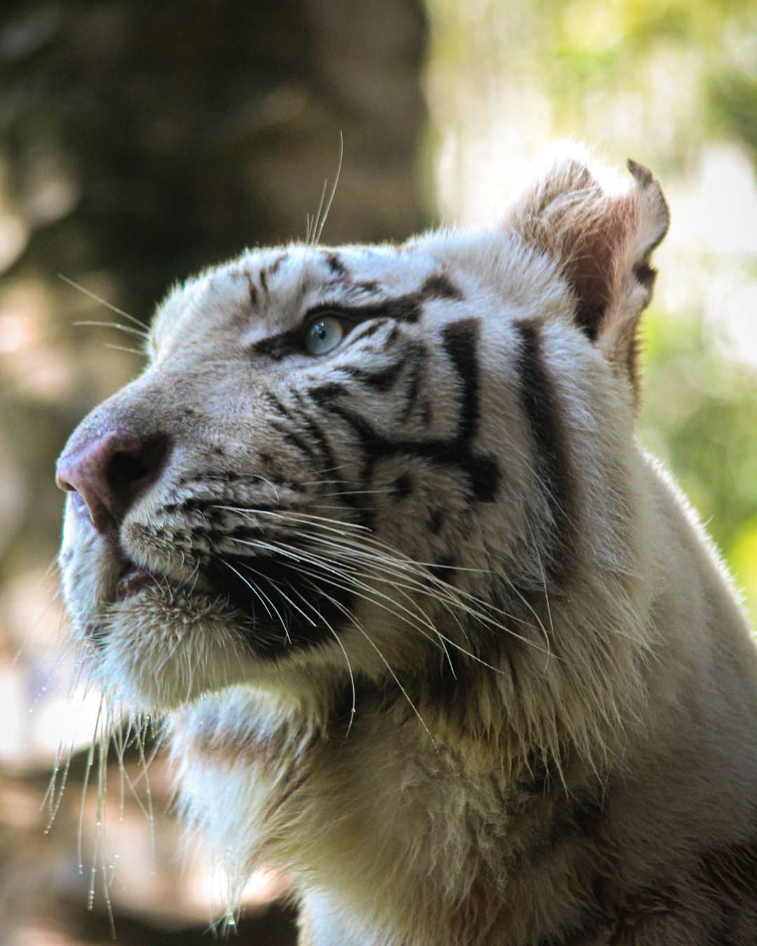 White Tiger P